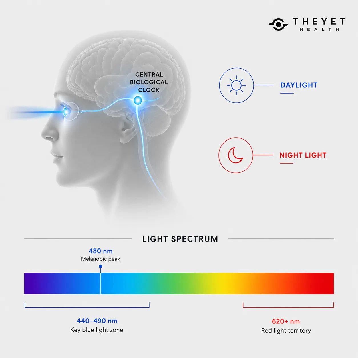 Gráfico de neurociencia aplicada al descanso y espectro de luz